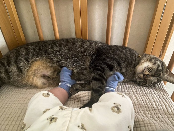 赤ちゃんに足を乗せられながらくつろぐ猫