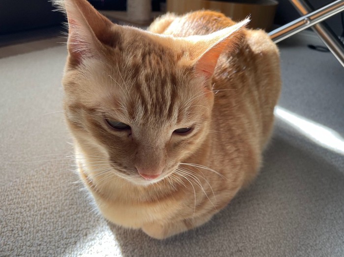 香箱座りをする猫