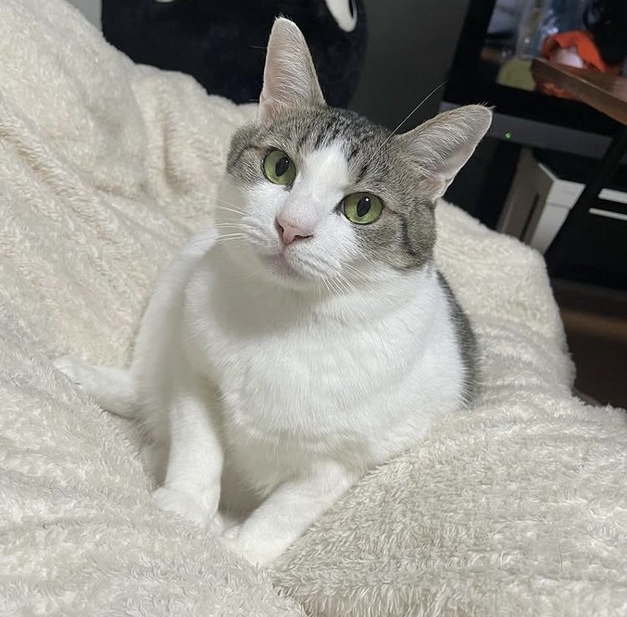 布団で伏せするハチワレ猫