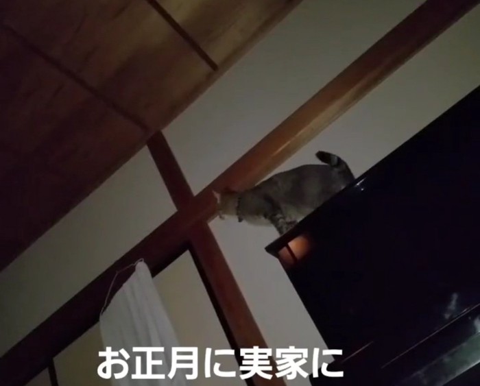 お座りするチルちゃん