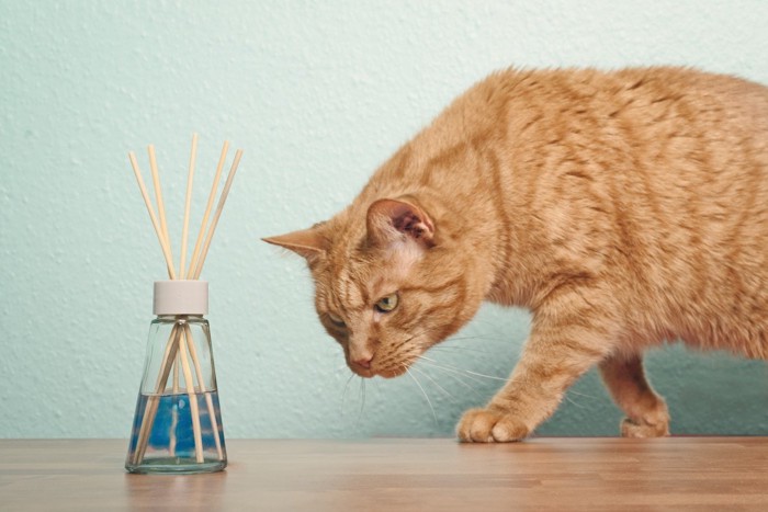 消臭剤に近寄る猫