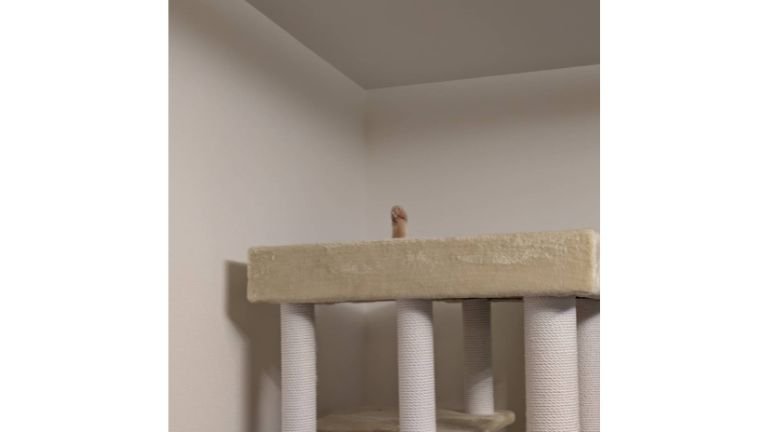猫の手