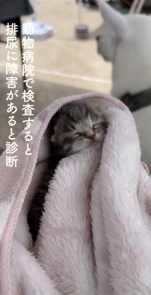 排尿障害と診断された子猫