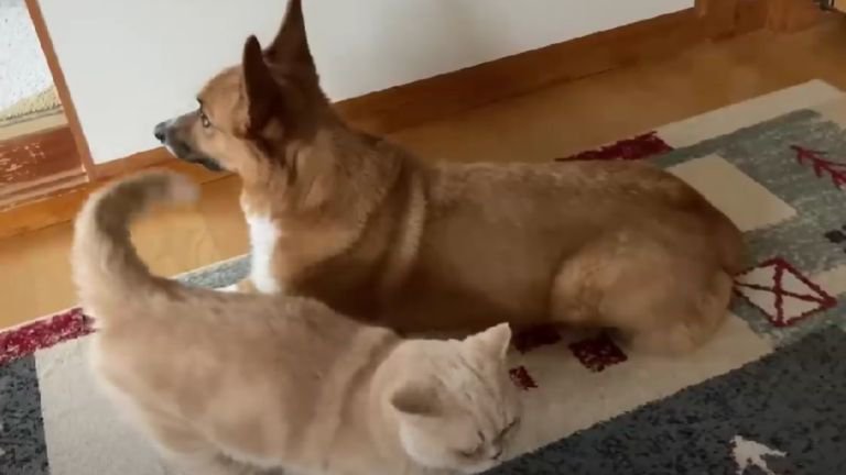 室内にいる猫と犬