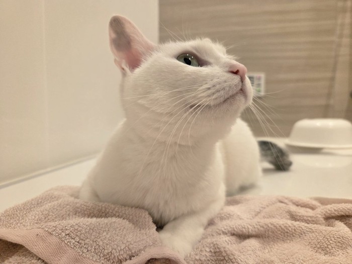 上を向く猫