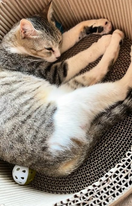 段ボールの中で寝ている猫