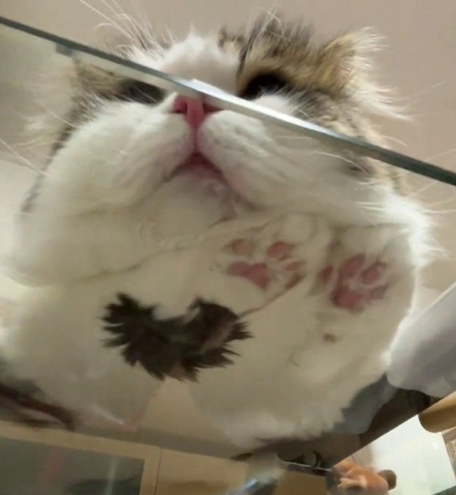 寝そべっている猫