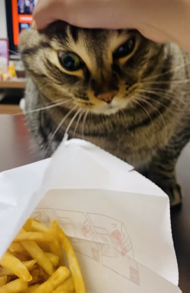 ポテトを狙って飼い主に頭を抑えられる猫