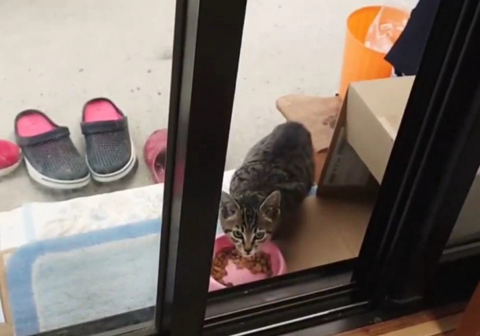 ごはんを食べる子猫