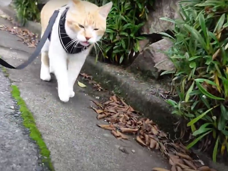 歩きながらフレーメンする猫