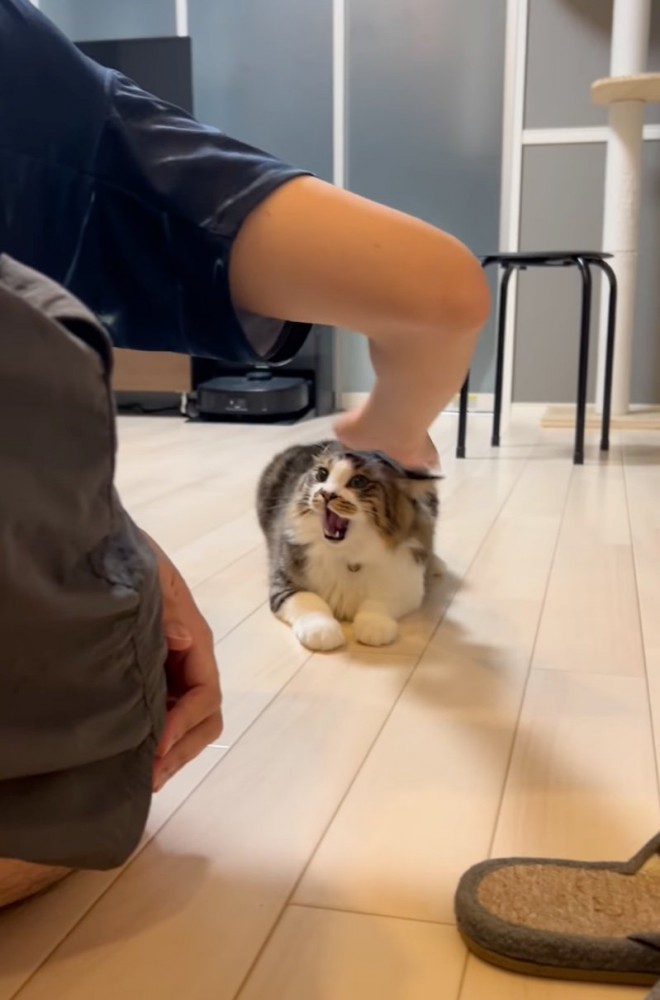 不満を訴える猫