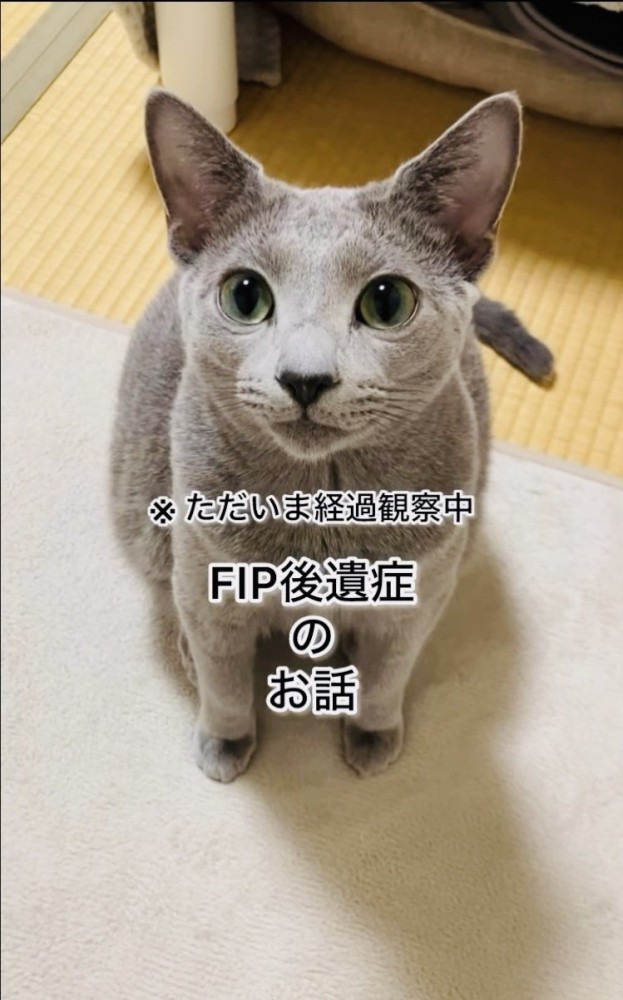 カーペットに座るロシアンブルー