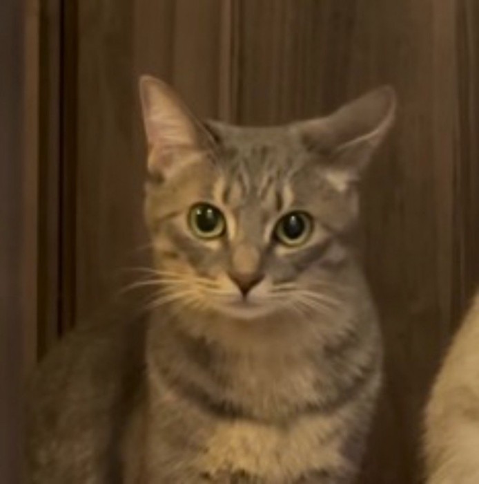 目を丸くして飼い主を見つめるキジトラ猫
