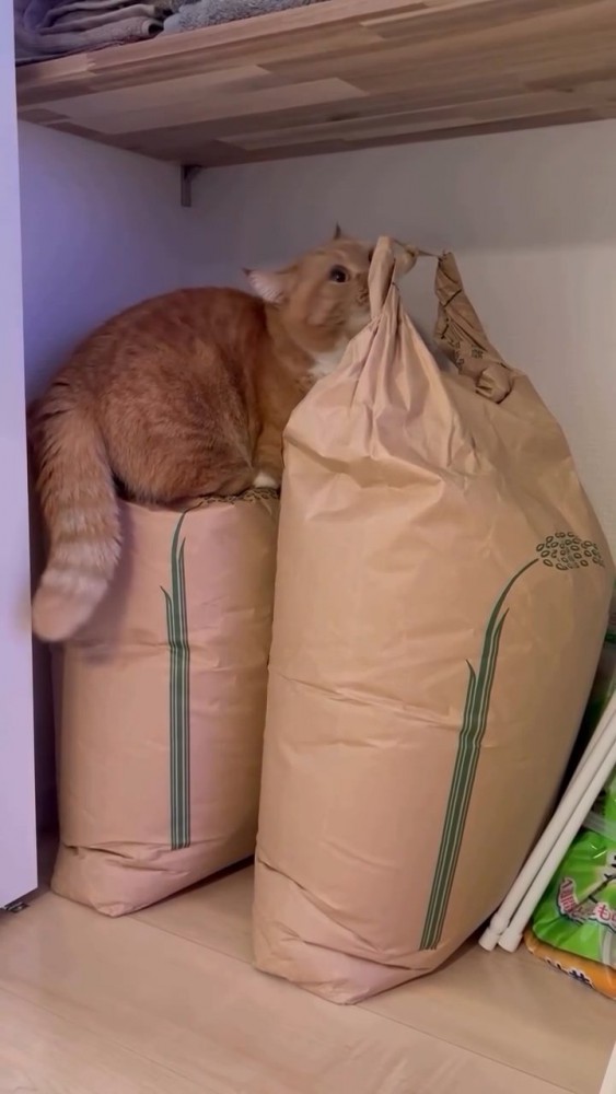 米袋の上に座る猫
