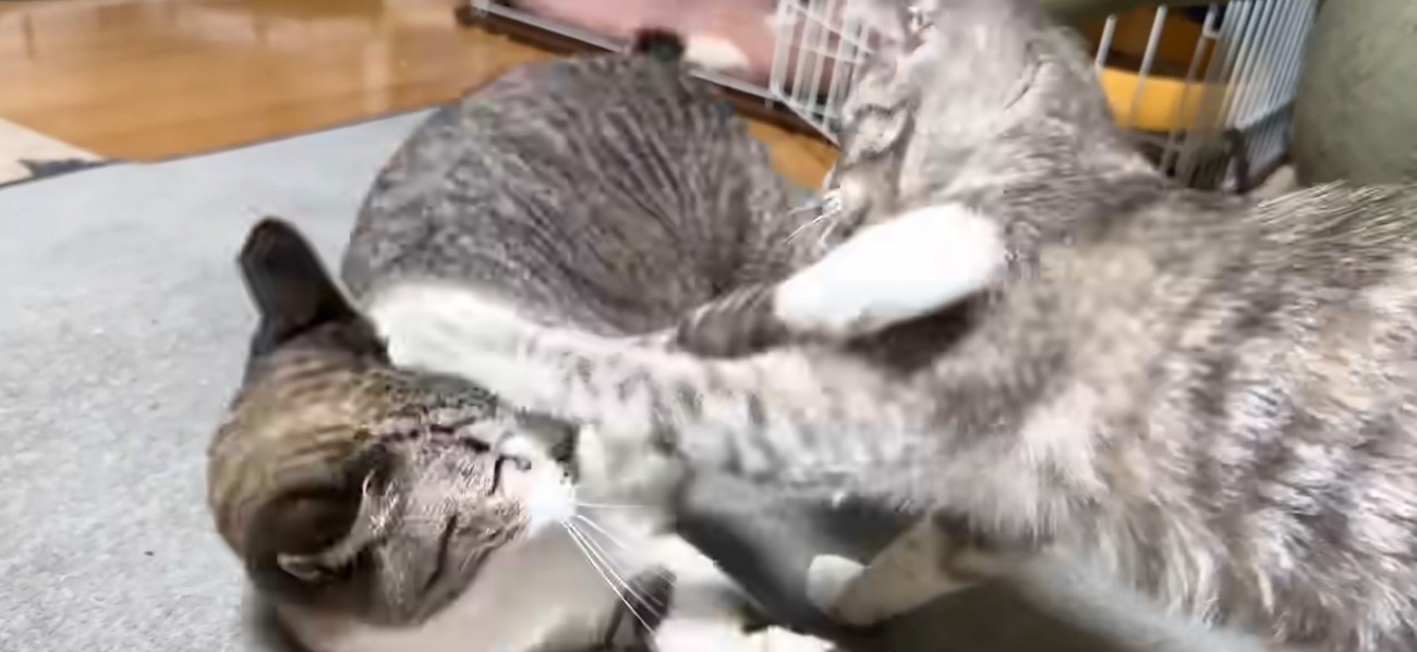 ニャンプロ写真