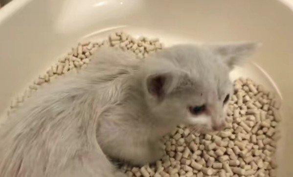 保護された子猫