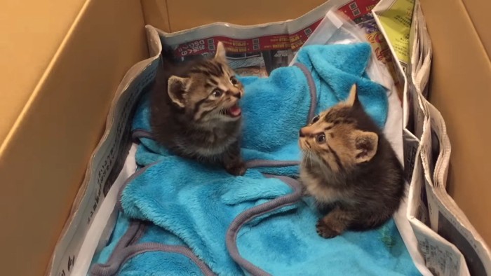 鳴いている子猫