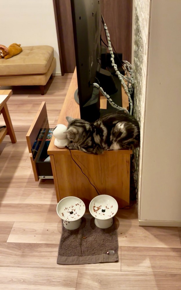 テレビ台の上で寝ている猫