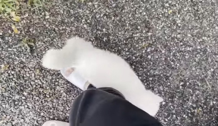 人の足にスリスリする猫