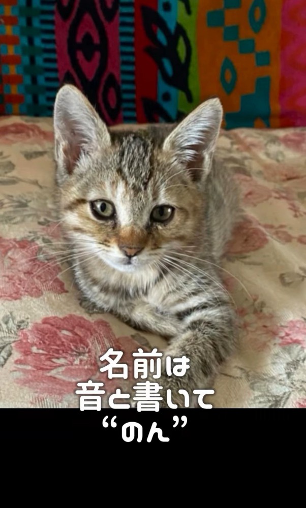 こちらを見る子猫