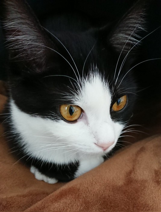 オレンジの目の猫