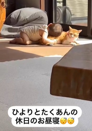 猫に頭を乗せる赤ちゃん