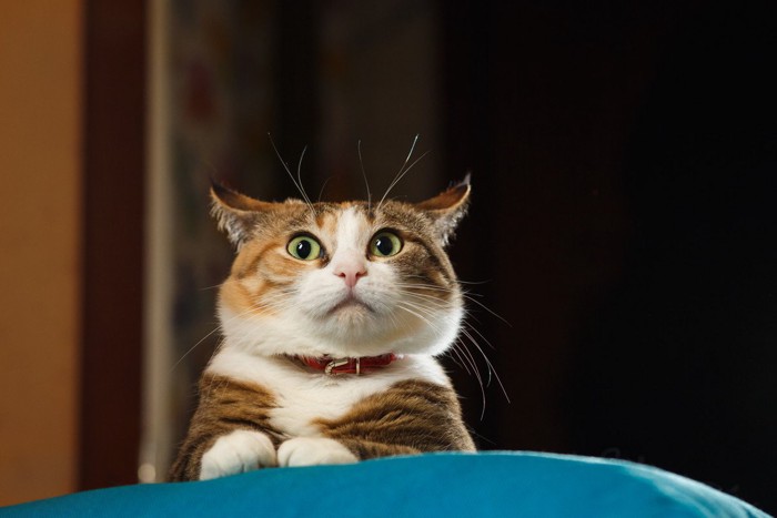 聞き耳をたてる猫