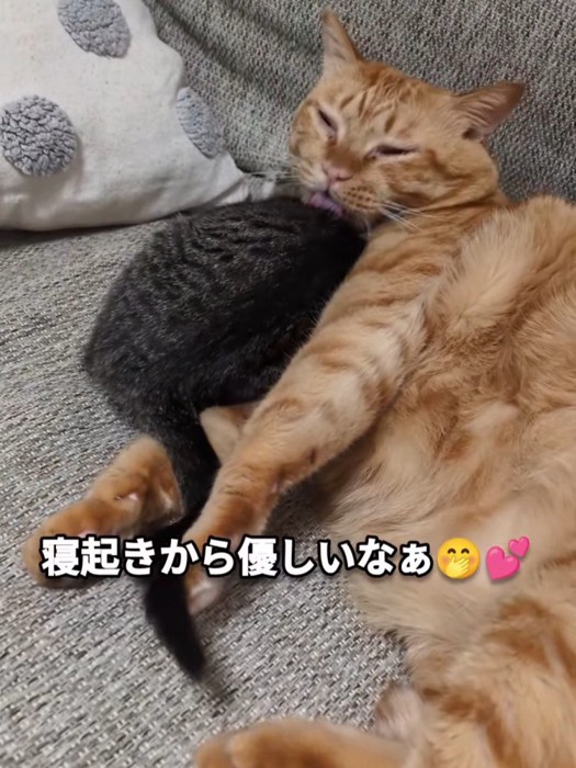 子猫をなめる成猫