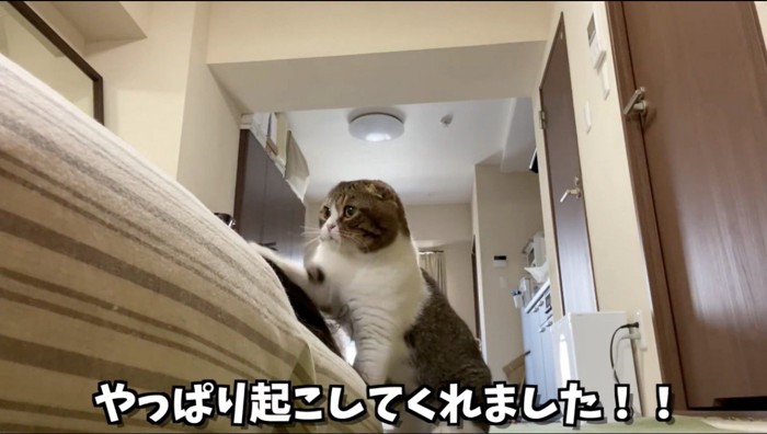 ベッドまで来て、眠っている女性の頭を前足で叩く猫