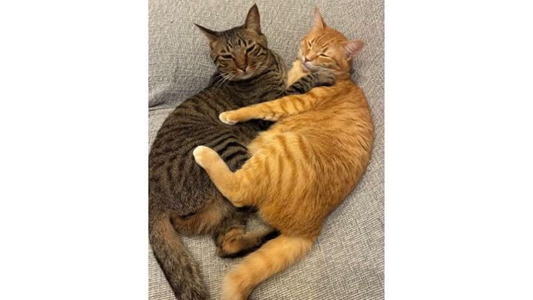 寝ている猫たち