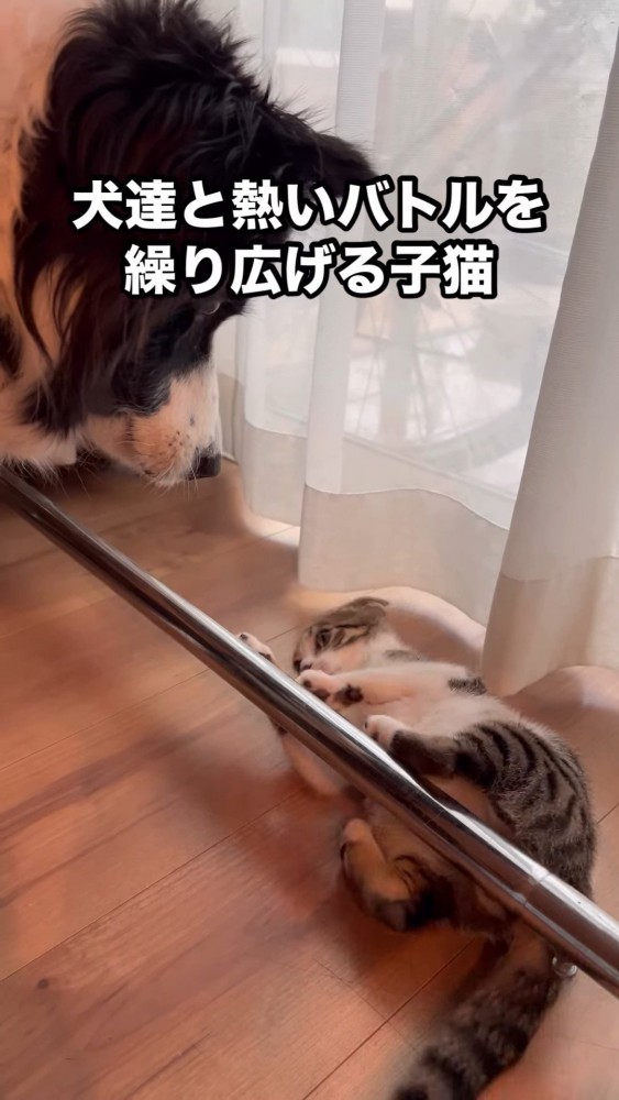 犬に見つめられる猫