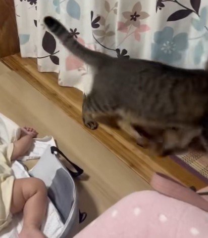 隣の部屋に駆け込む猫