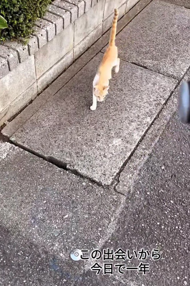 外を歩く猫