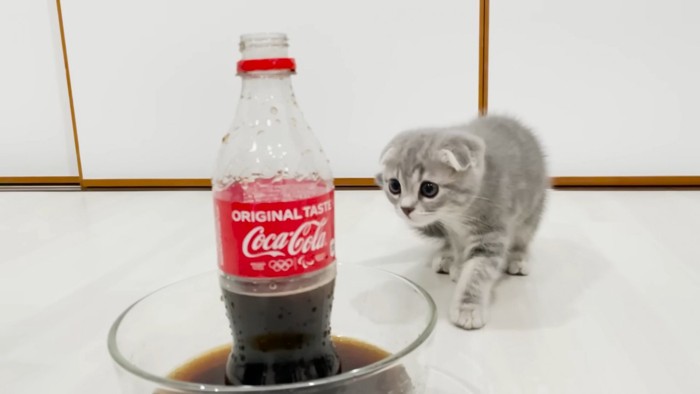 コーラの方に歩み寄る子猫