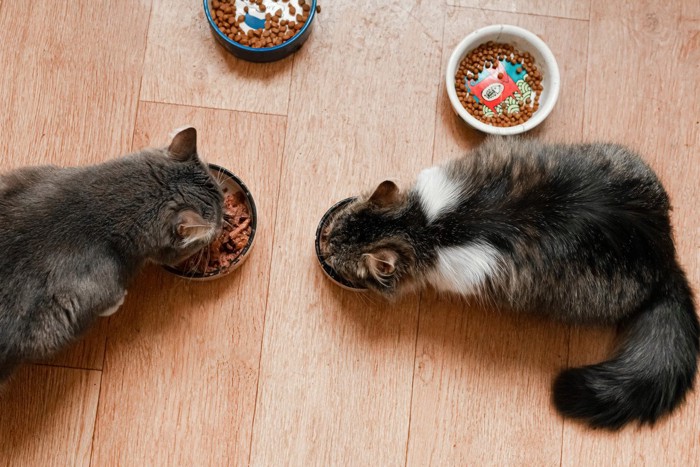 ご飯を食べる2匹の猫