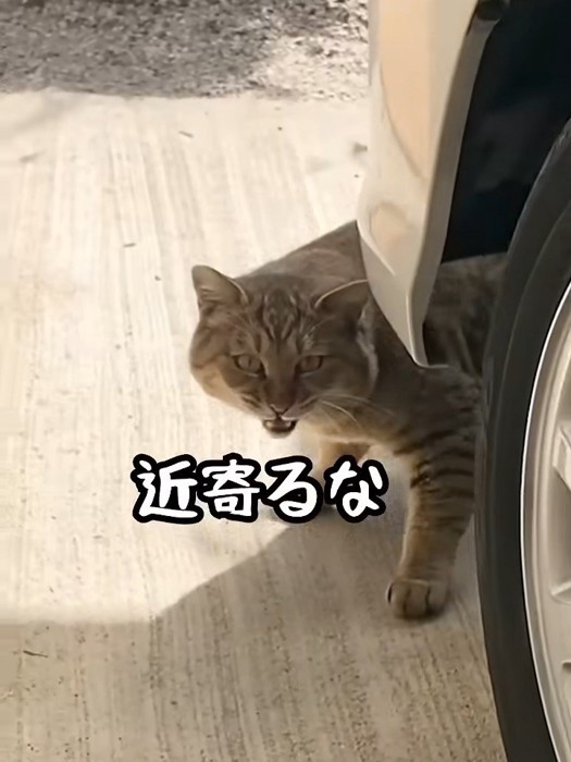 怒る猫