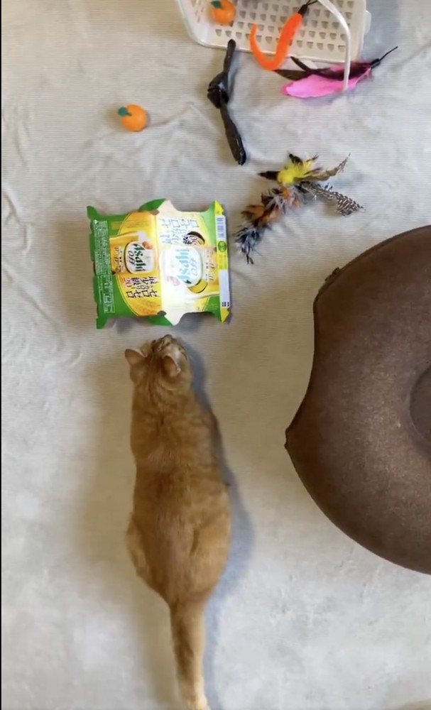 おもちゃを狙っている猫