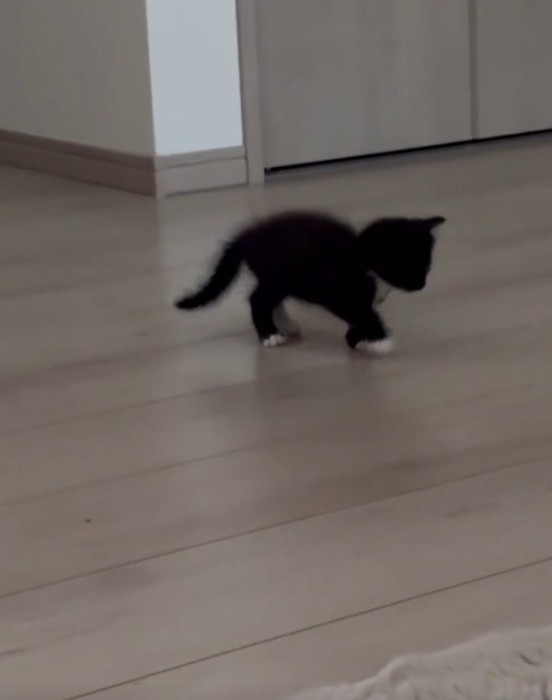 よちよち歩きの子猫