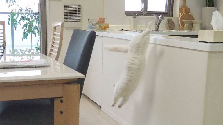 ジャンプする猫