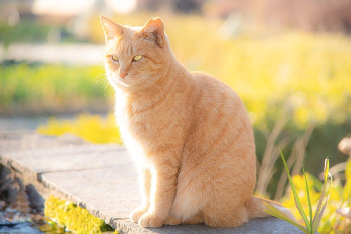 きれいな地域猫