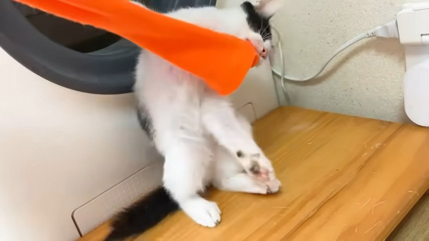 靴下を引っ張りあいっこする猫