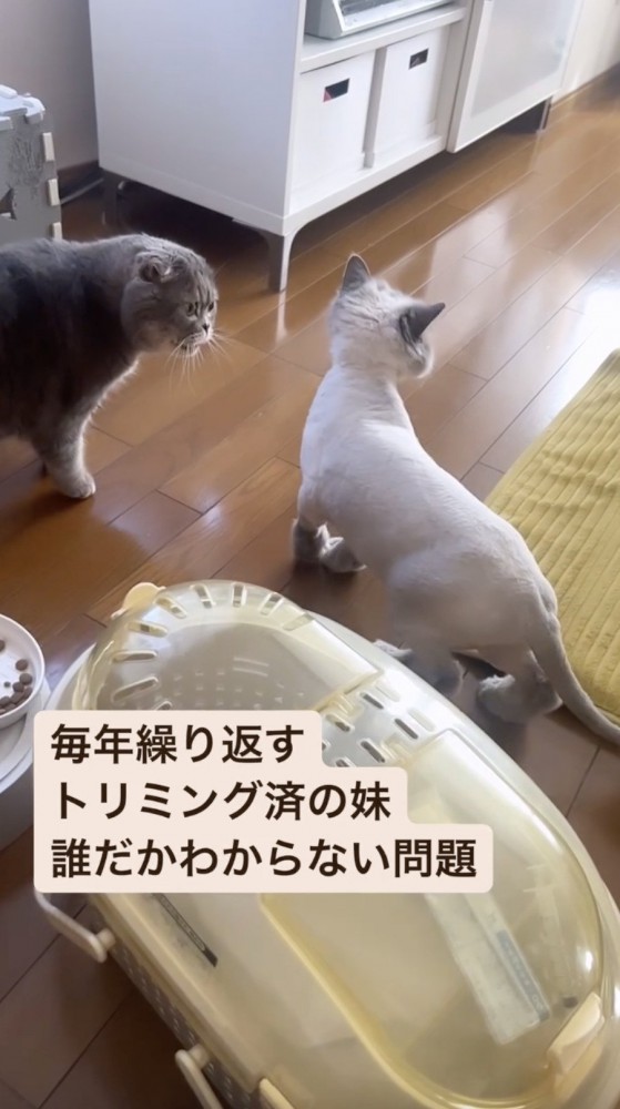 威嚇している表情の猫