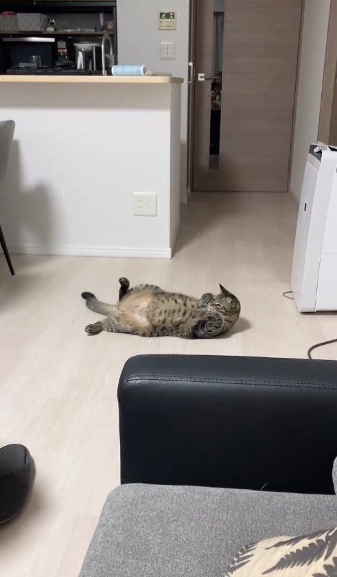 ひっくり返って顔を上げている猫