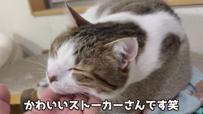 かわいいストーカーさん