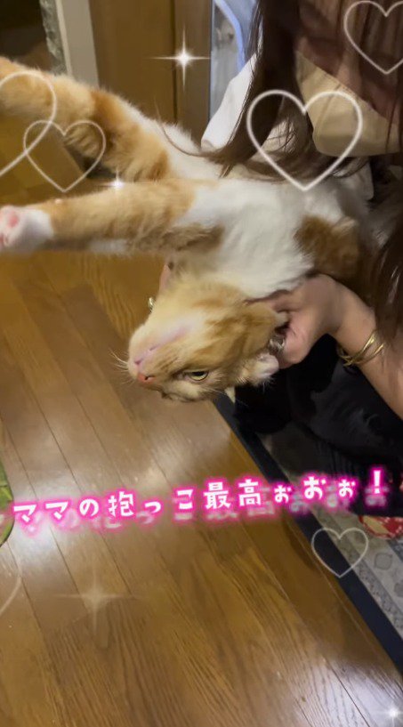 女性に抱きしめられて伸びをする猫