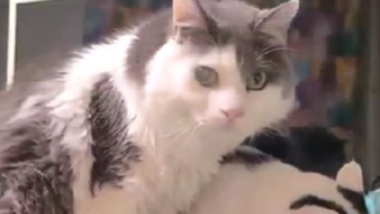 知育玩具の前にいる猫たち