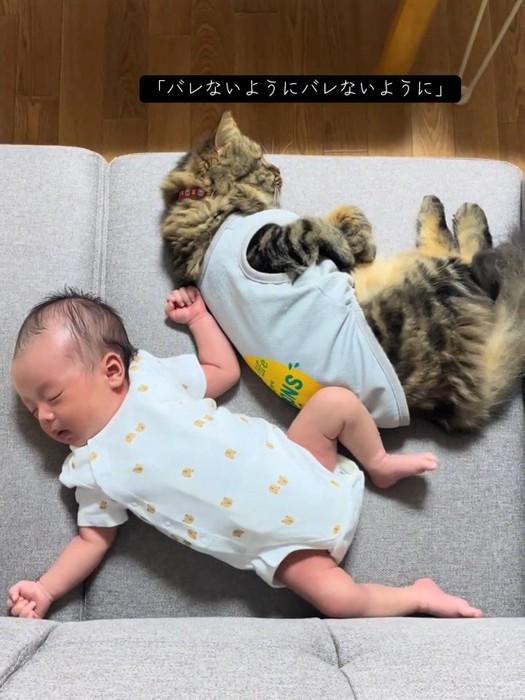 赤ちゃんにくっつく猫