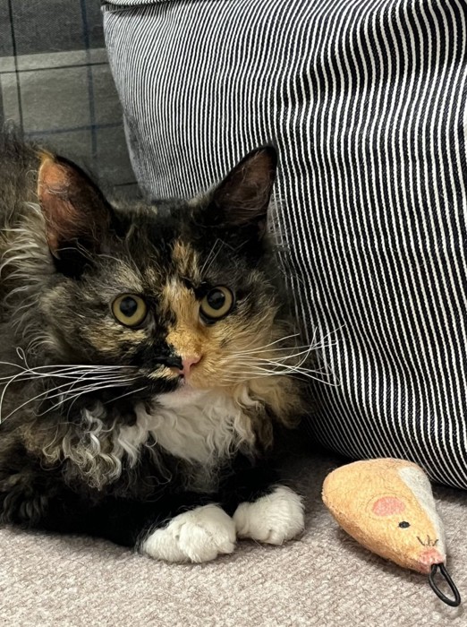 オモチャといっしょのエカちゃん