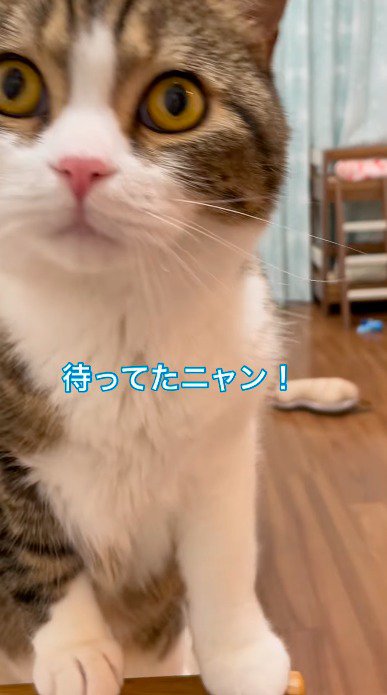 飼い主のすぐ傍に寄って、飼い主を見つめる猫