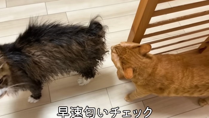 嗅がれる猫